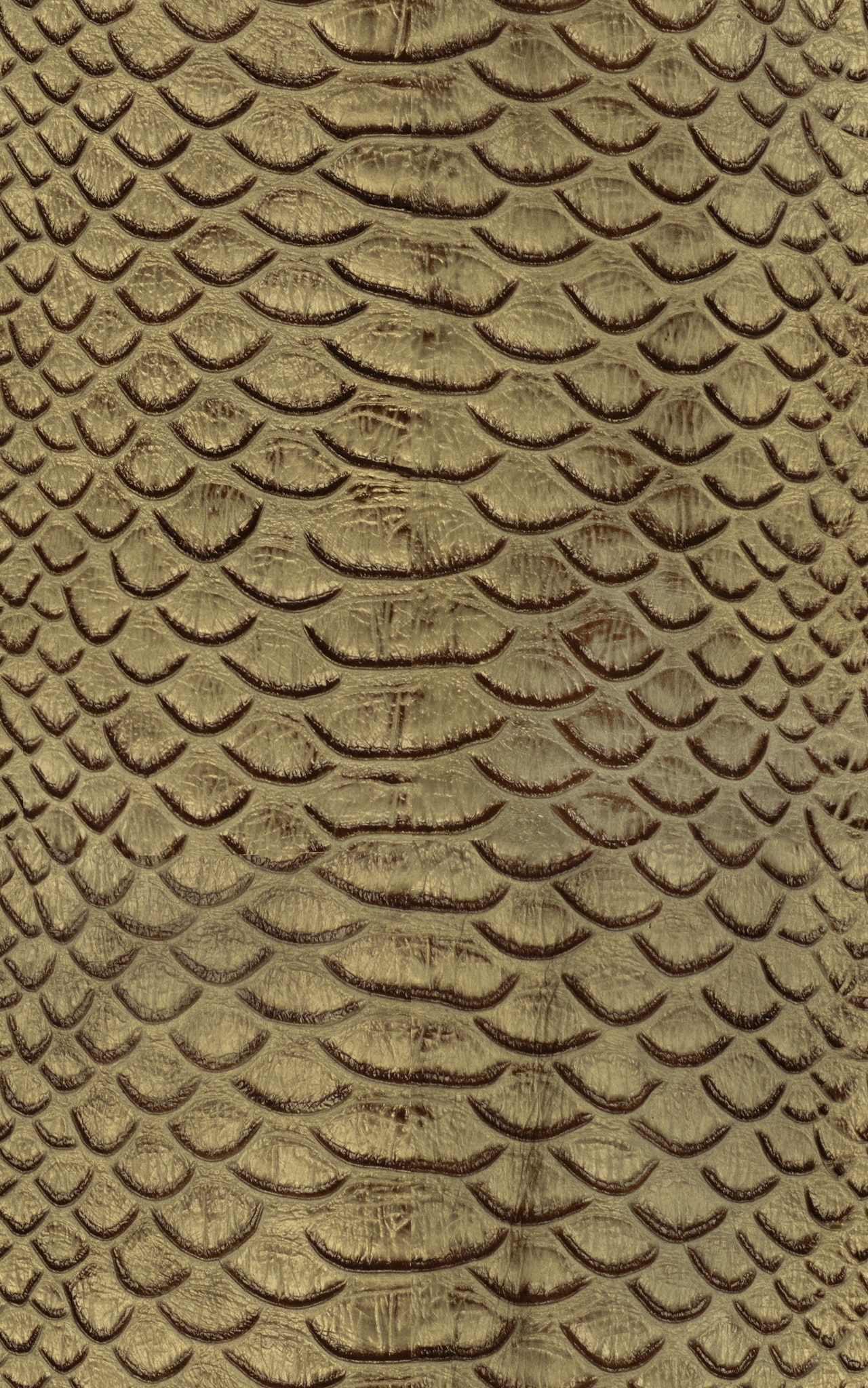 AMAZON DUNE