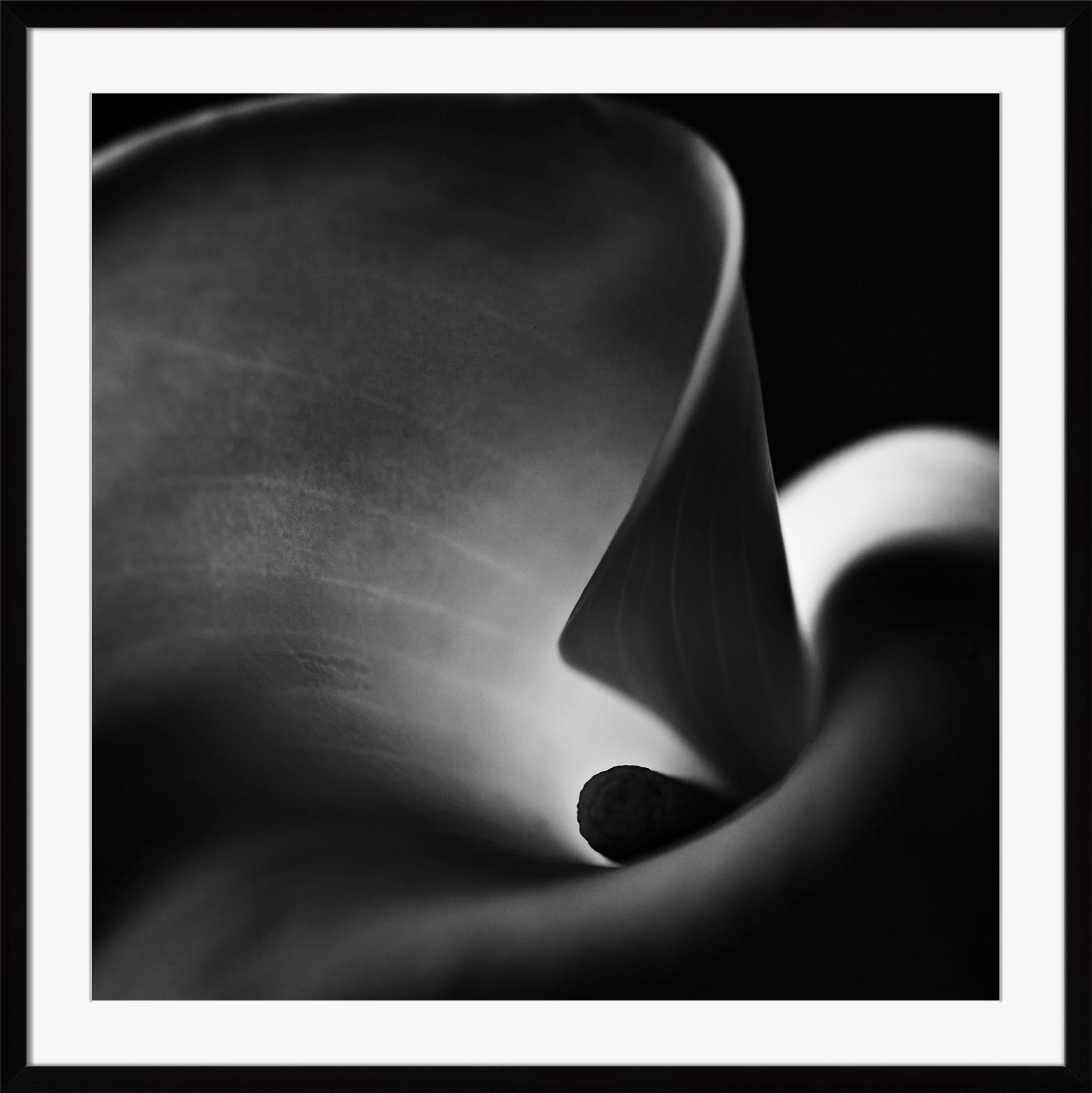 Surya Calla Lily I - Wall Art OB121A-001