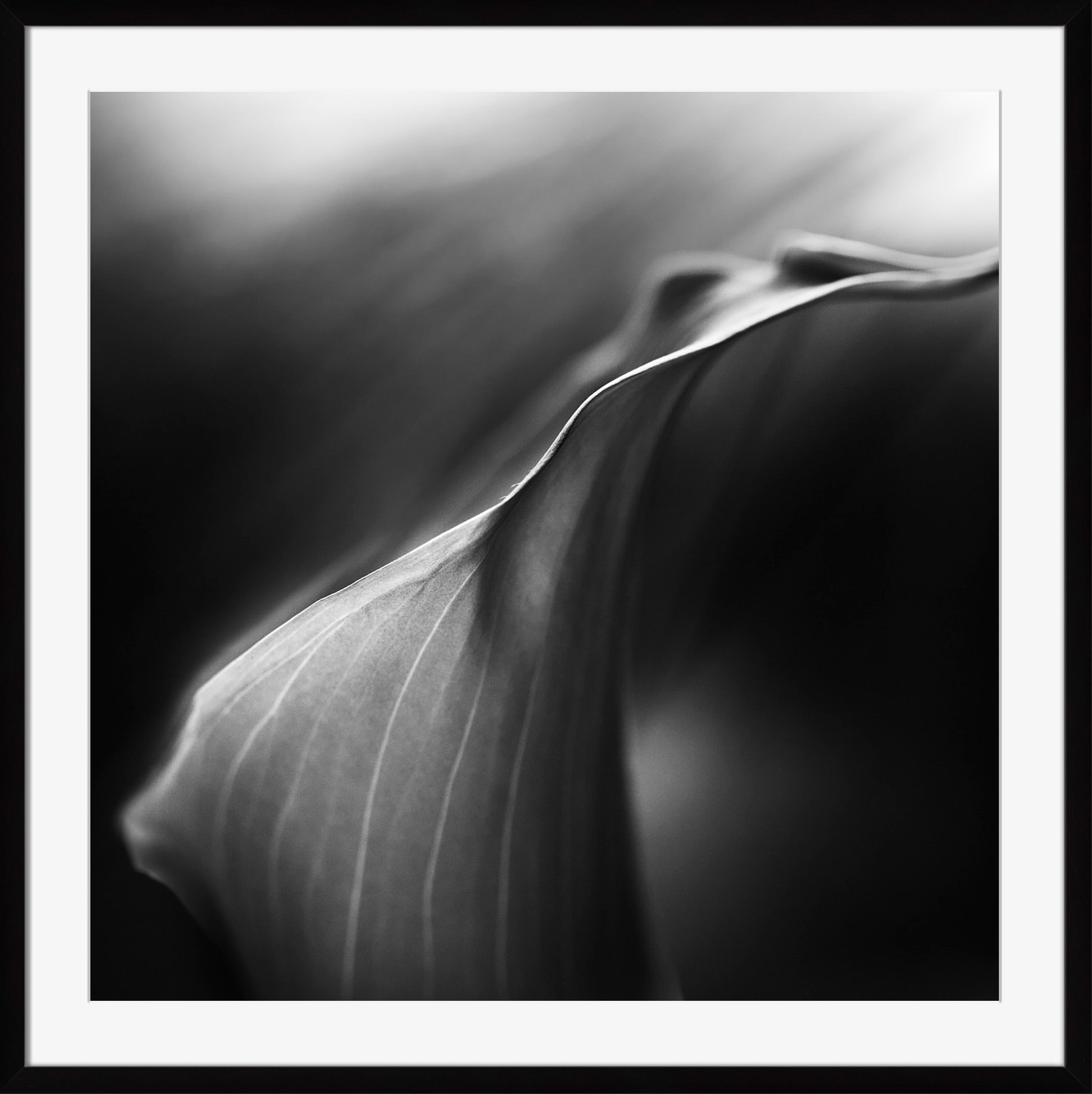 Surya Calla Lily II - Wall Art OB122A-001