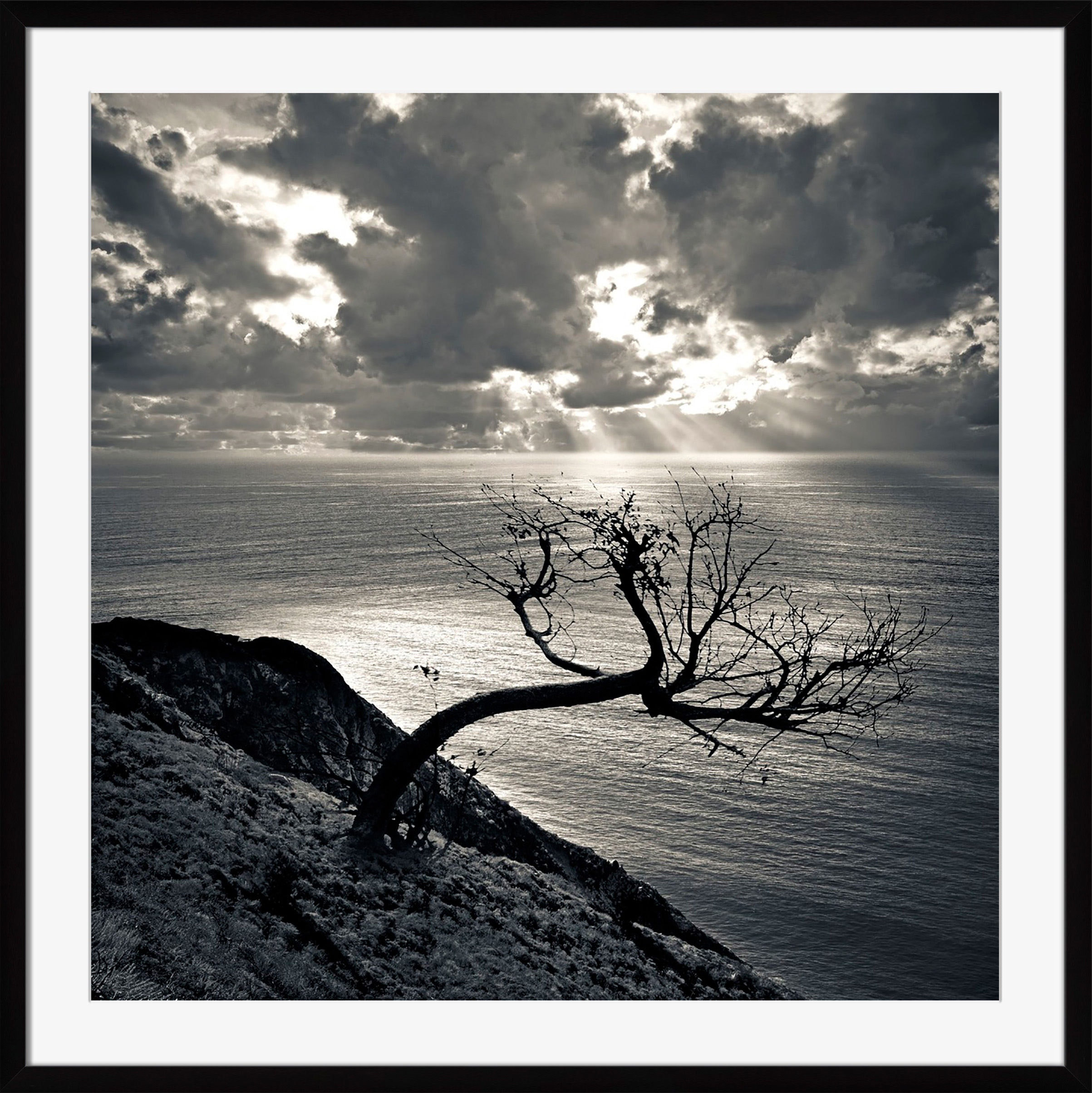 Surya Dead Tree at Sunset - Wall Art OB132A-001