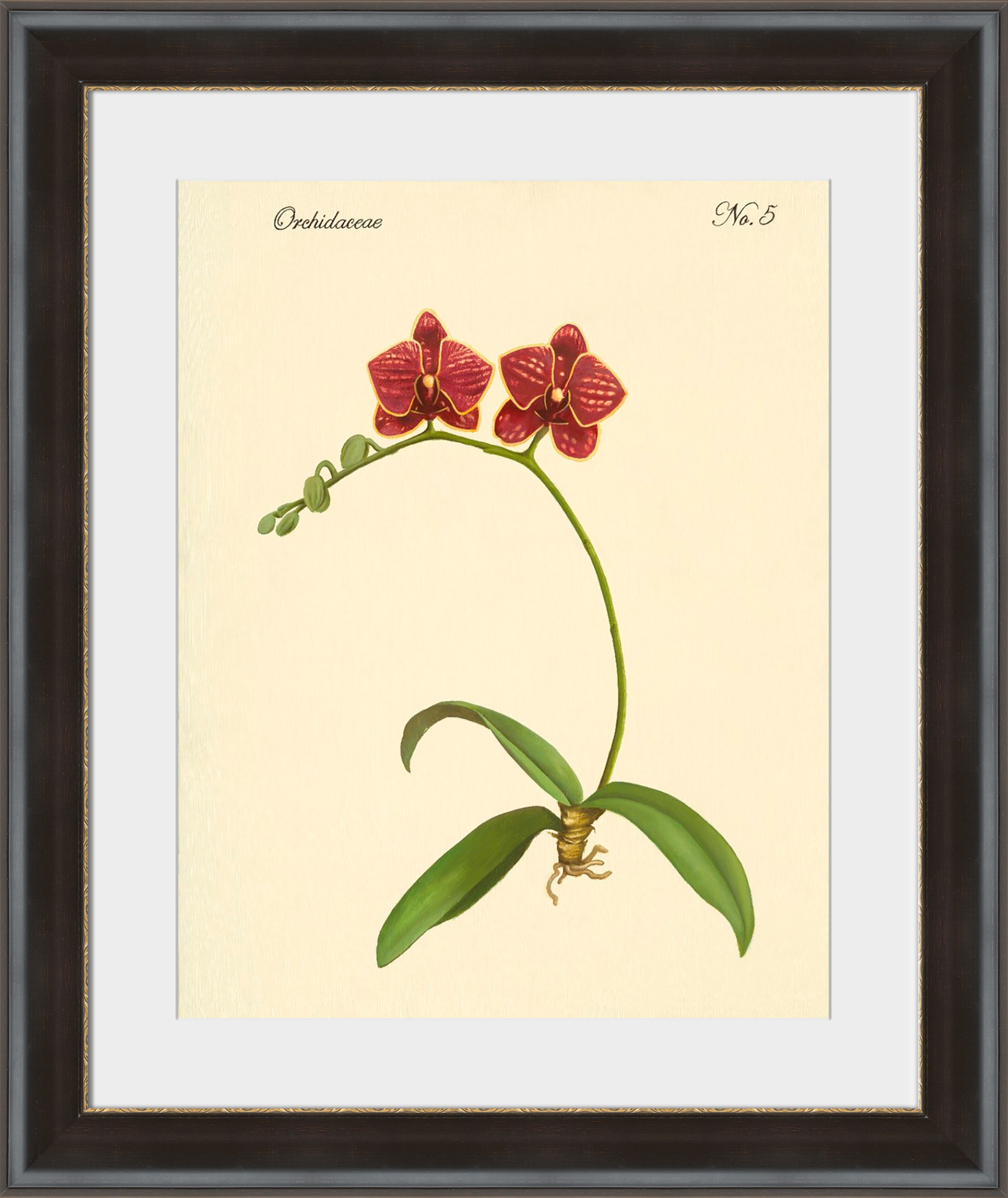 Surya Orchidaceae No.5 - Wall Art PE114A-001