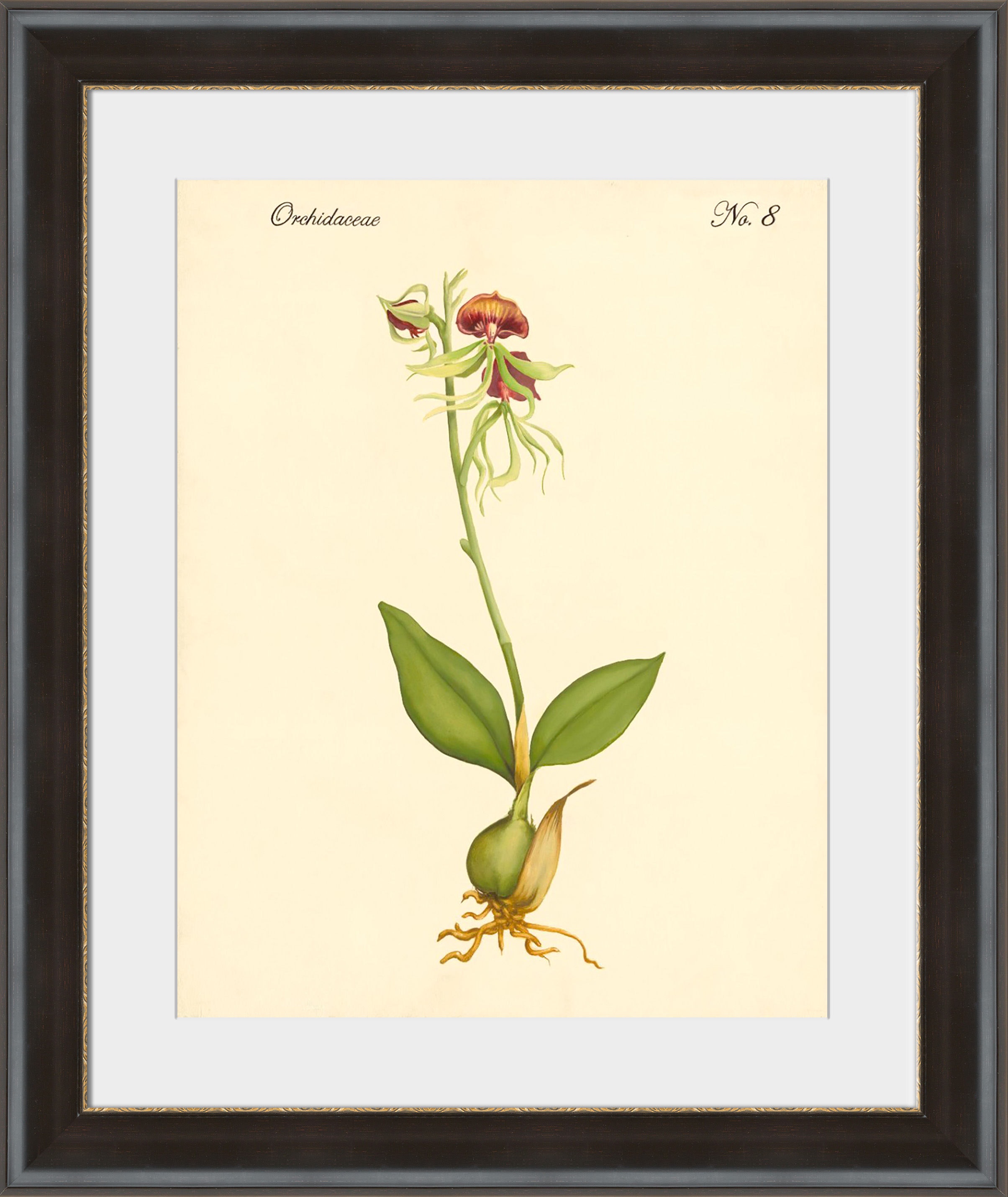 Surya Orchidaceae No.8 - Wall Art PE115A-001