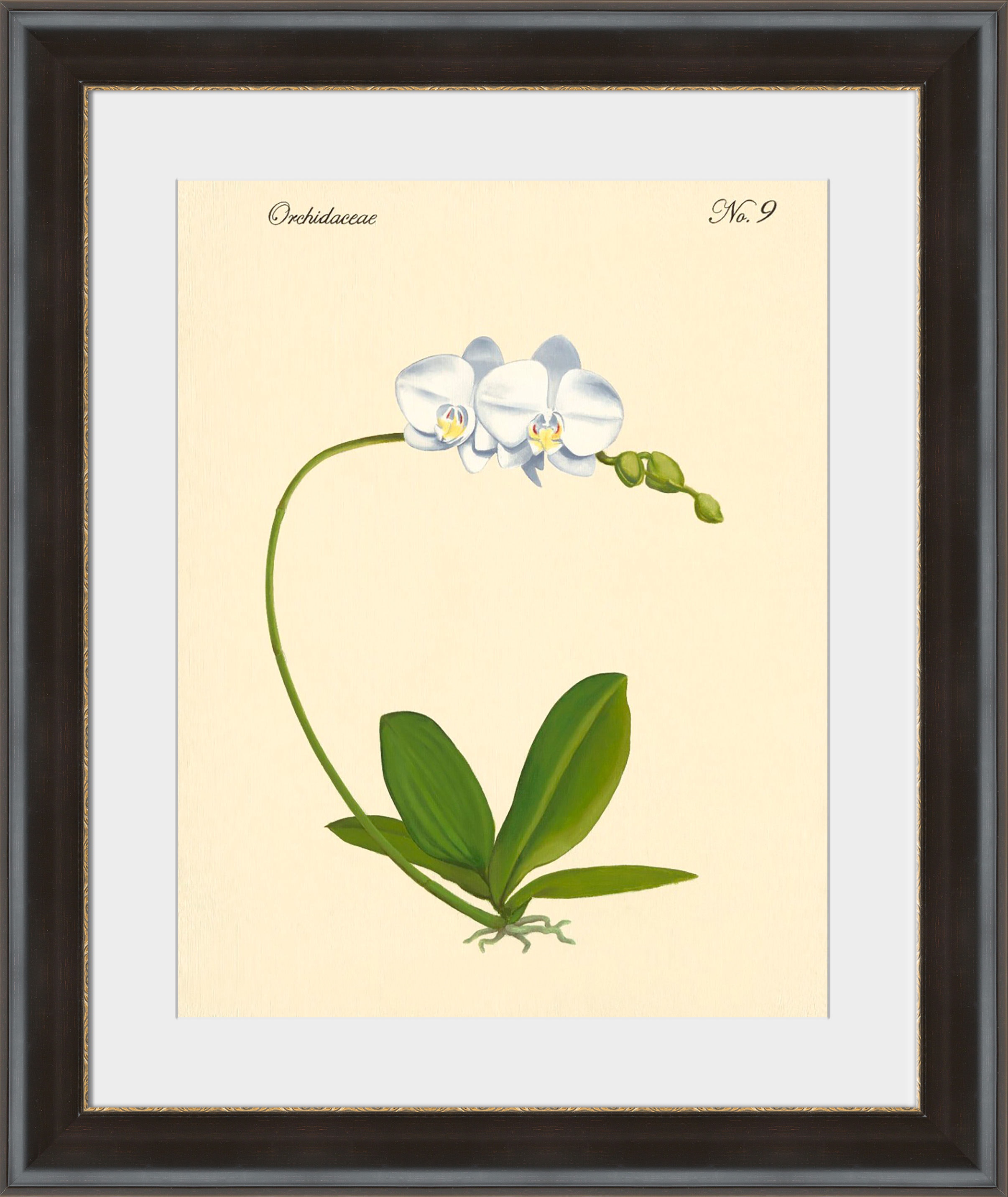 Surya Orchidaceae No.9 - Wall Art PE116A-001