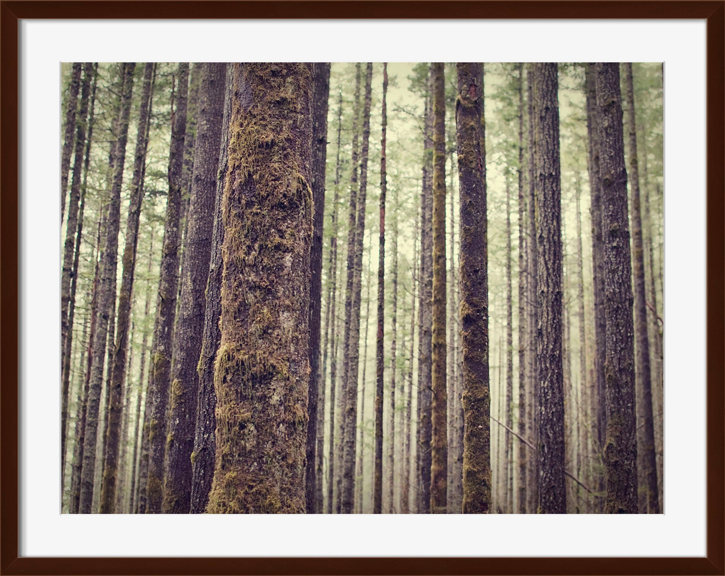 Surya Forest - Wall Art RK101A-001