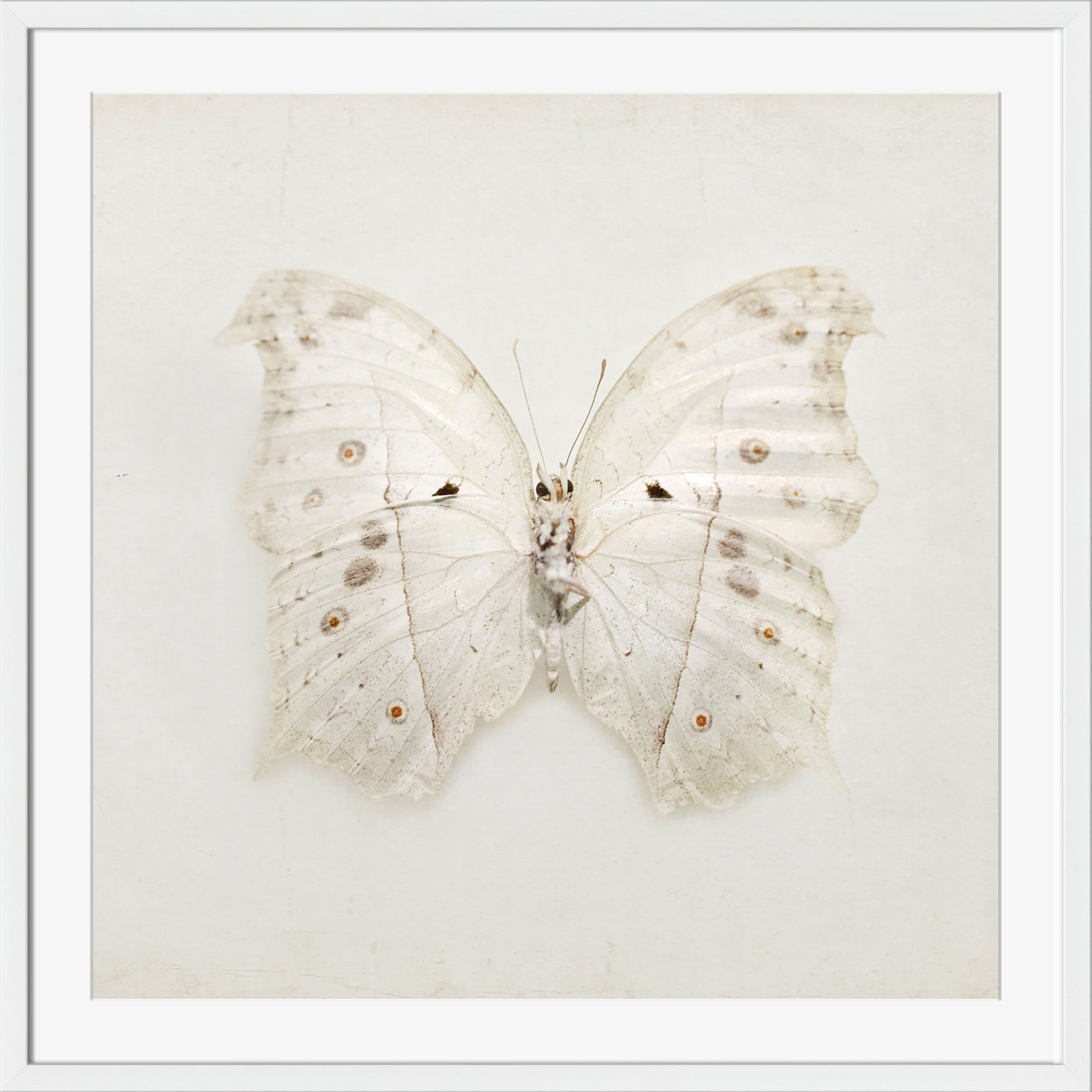 Surya Ivory Wings - Wall Art SI102A-001