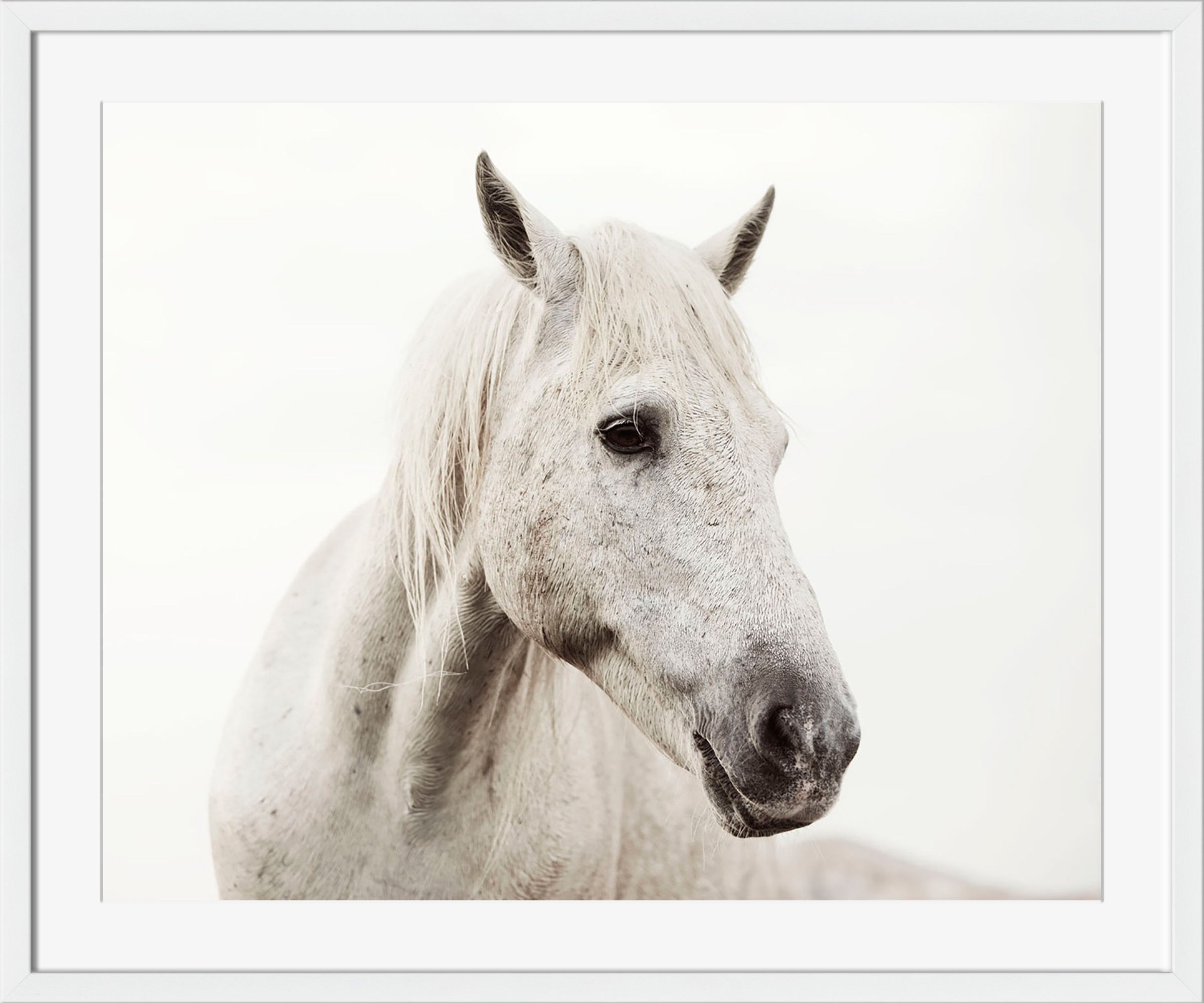 Surya Wild White Horse - Wall Art SI103A-001