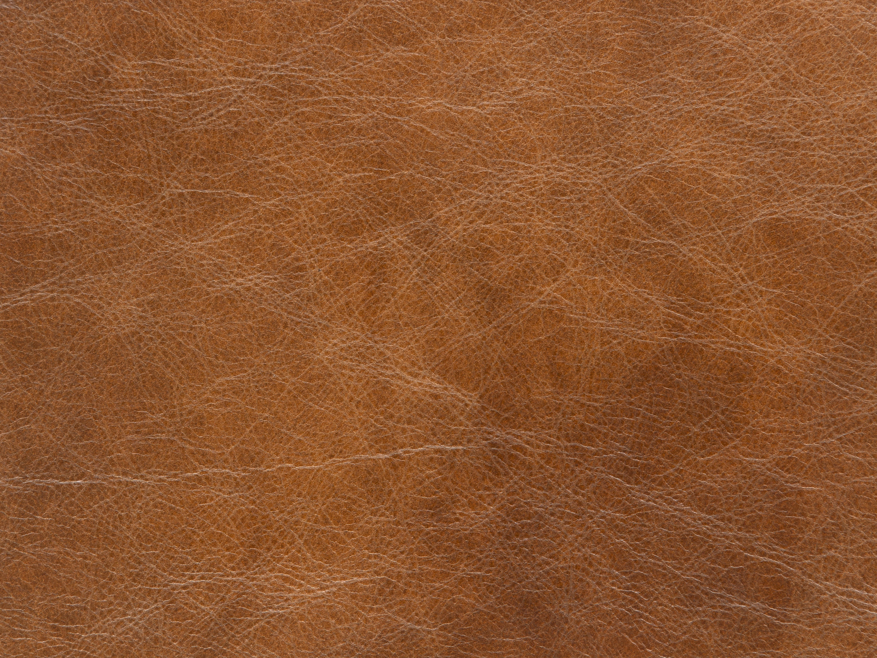 fghjfgjh Pecan L737 6X9 HU-PECAN-L737-TD