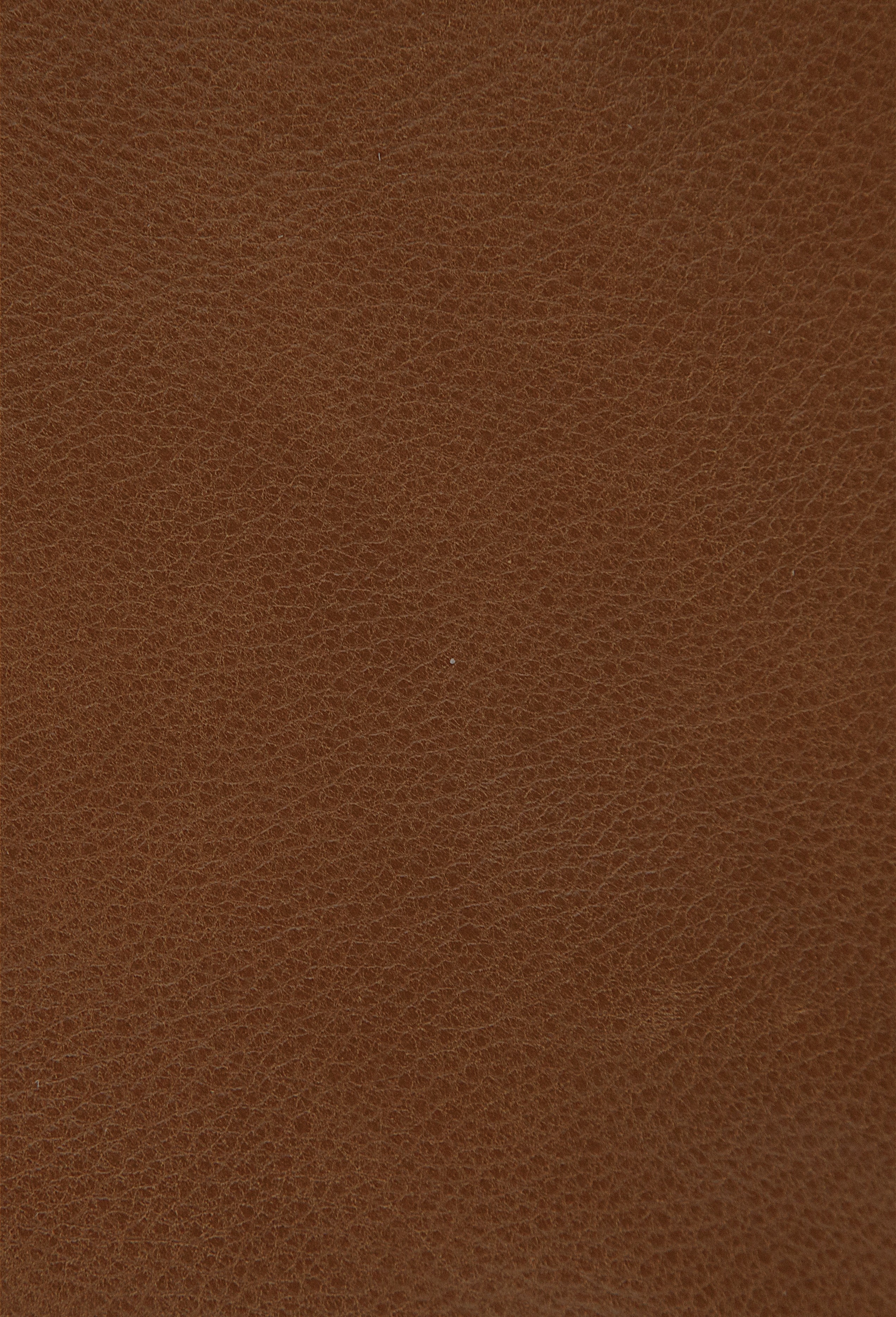 Appaloosa Cinnamon